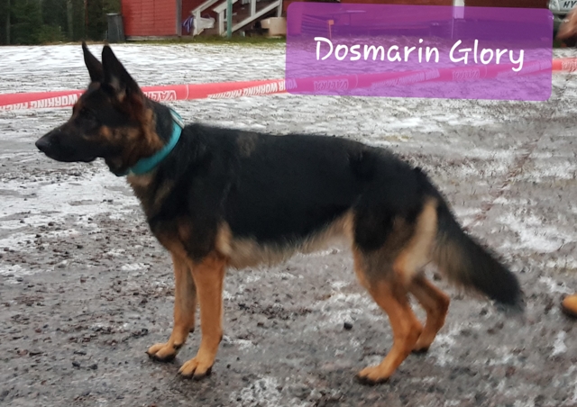 Dosmarin Glory