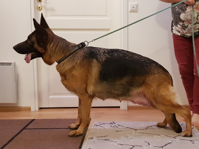 Platinumshepherd Uniqueen