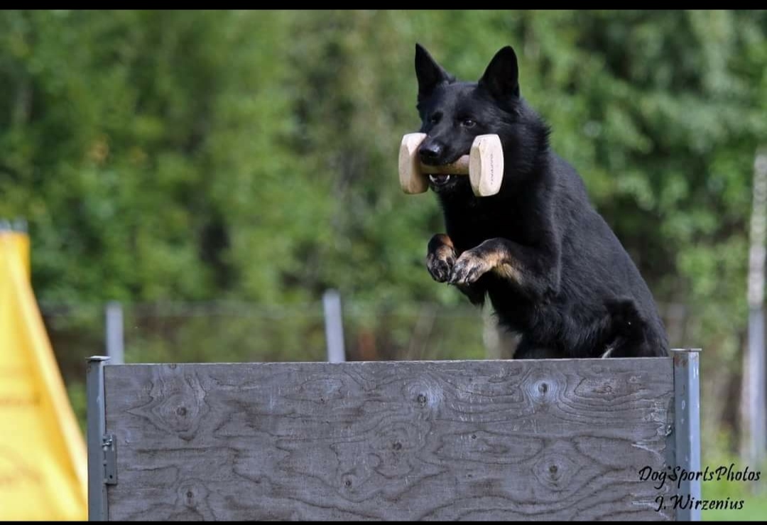 K�ytt�linjainen, slovakian poika, Sejn Eqidius