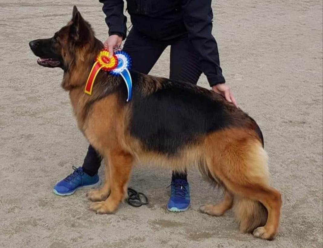 Bearson Ciana "Clarissa"