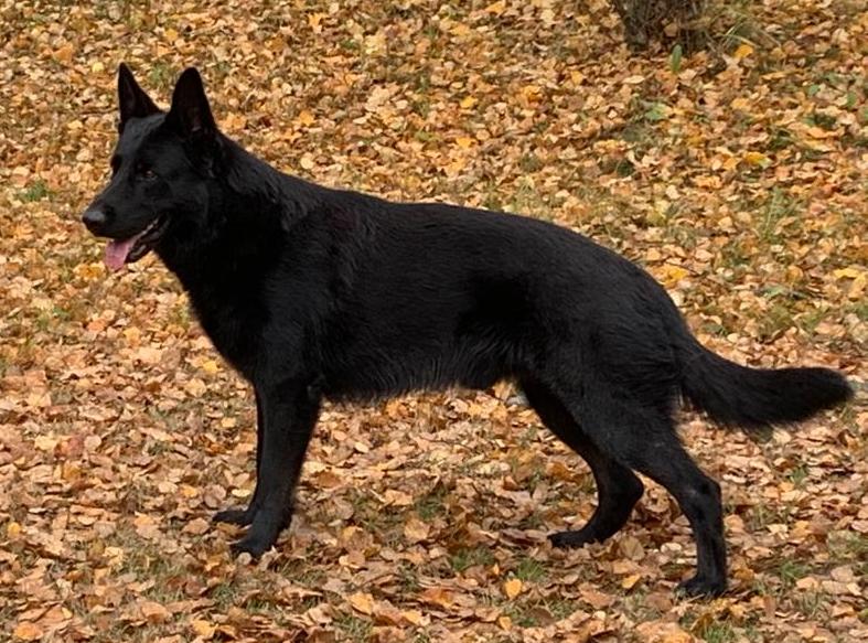 Noir Aronn D' Herrera Del Alcantara