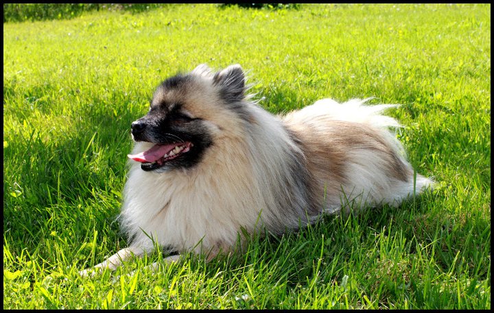 Avenellan Al Amir Sarir