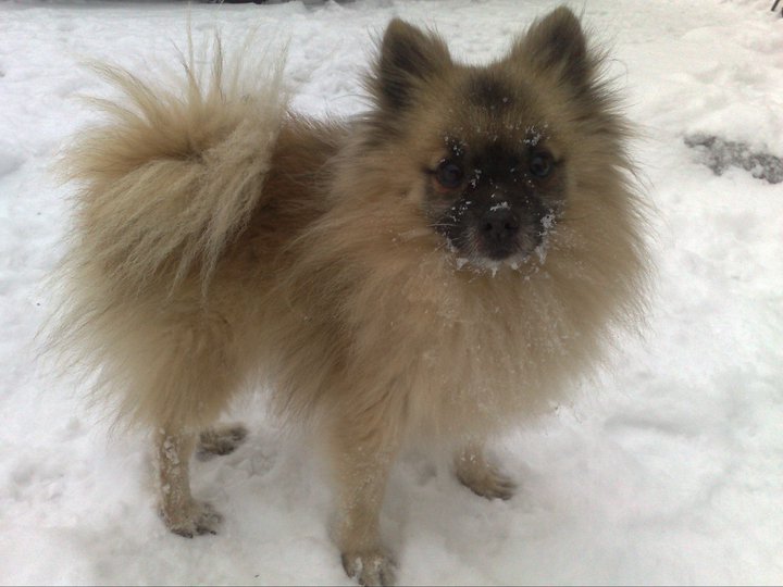 Avenellan Al Amir Sarir